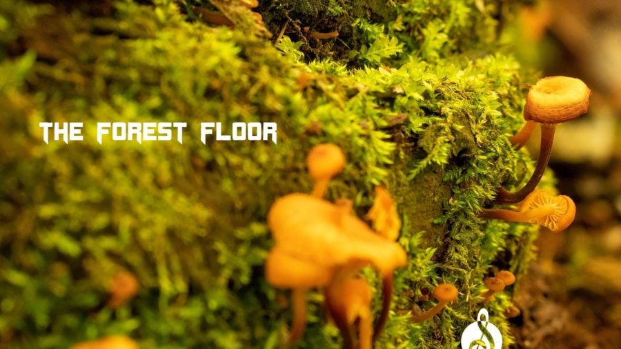 forest-floor